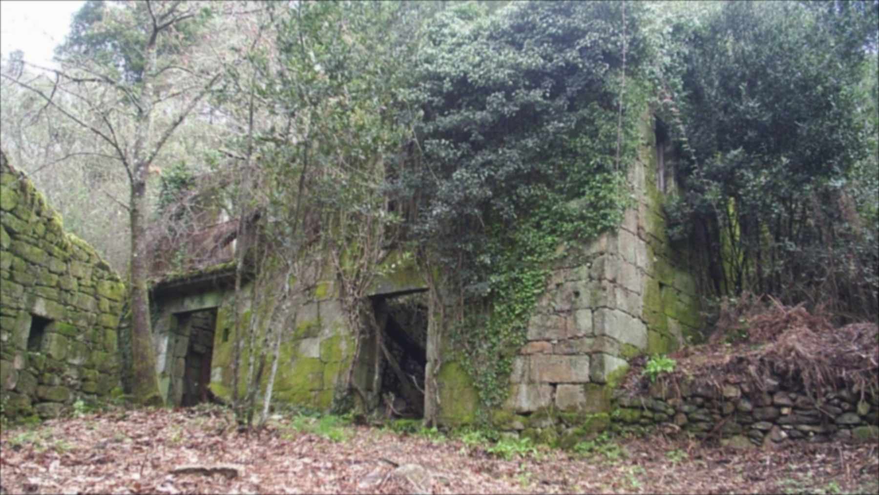 Moss-covered stone walls of an abandoned house among trees and fallen leaves