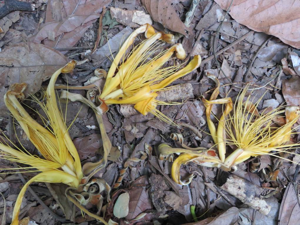 Three yellow flowers of the baobab species Adansonia bozy with long thin petals and stringy stamens lying on leaf litter