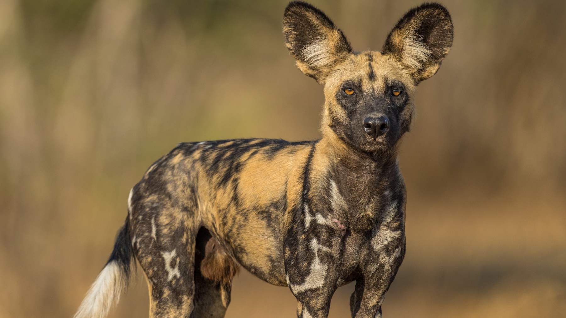 African wild dog standing in Zambia, photographed by the Zambian Carnivore Programme