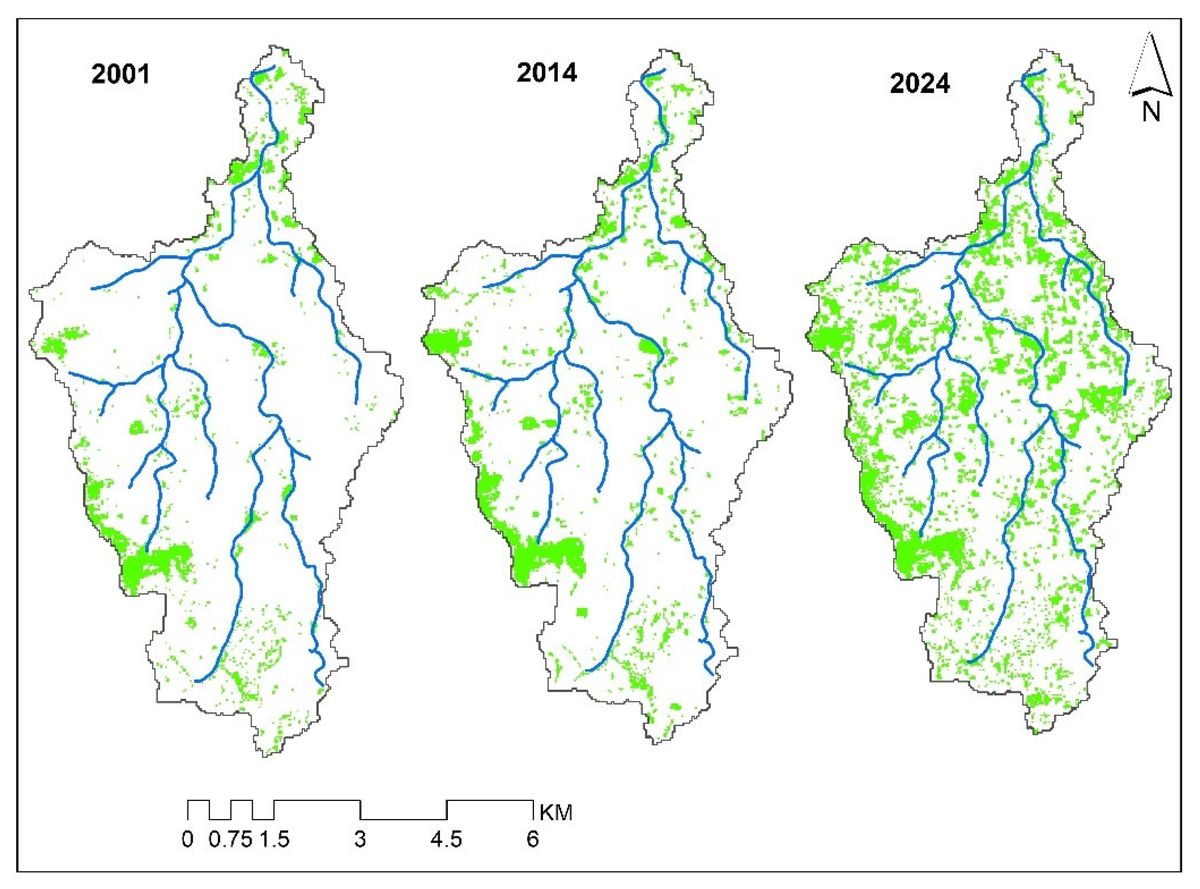 Maps of eucalyptus plantations in Ethiopia's Amen watershed in 2001, 2014 and 2024