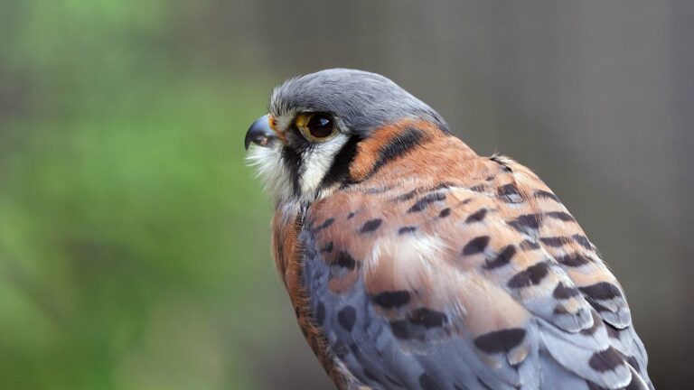 Male American kestrel, the official city bird of Coppell, Texas, seen in profile