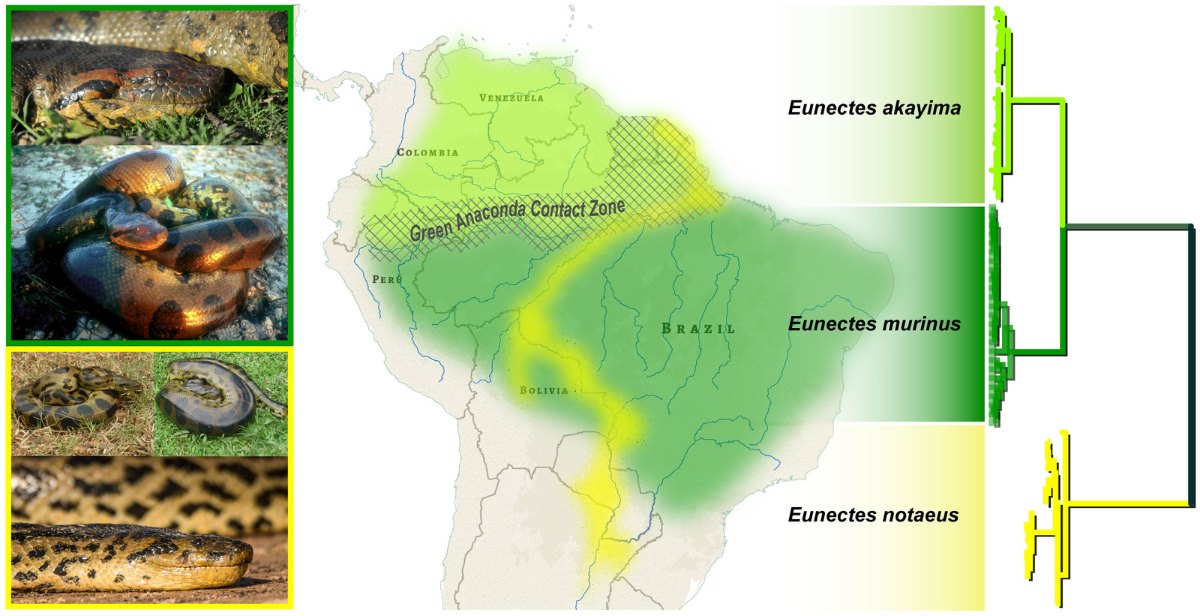 Range map of the northern green, southern green and yellow anacondas in South America
