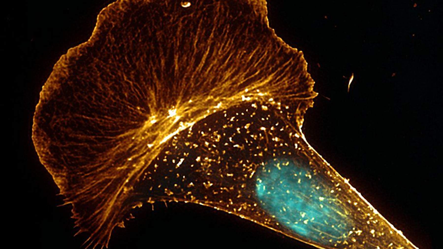 Fluorescence microscope image of a cultured Antarctic fish cell, with its actin cytoskeleton in orange and its nucleus in blue