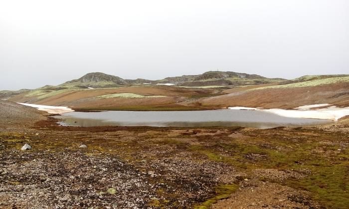 Low green tundra vegetation on rocky ground in Antarctica