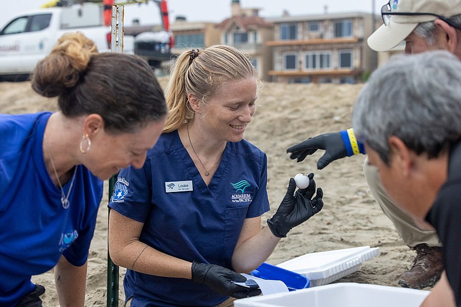 Aquarium of the Pacific staff member holding one of the olive ridley sea turtle eggs recovered from the beach