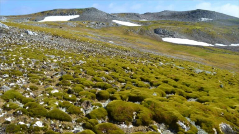Scientists cut the ultraviolet light reaching moss and lichen on ...