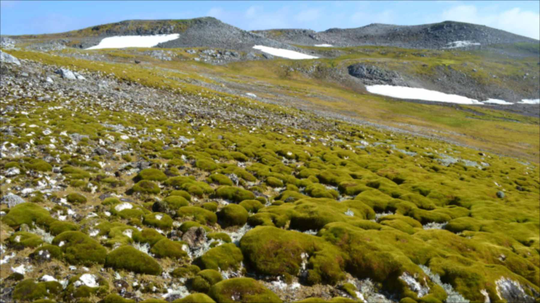 Green moss carpets covering the rocky tundra of Ardley Island, Antarctica, with snow patches on the hills