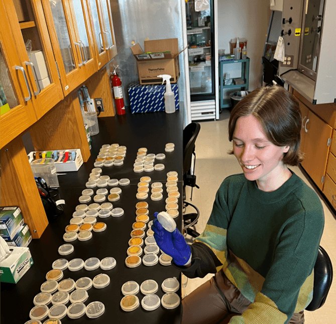 Mary Childress with dozens of petri dishes of soil bacteria in Noah Fierer's lab at CIRES