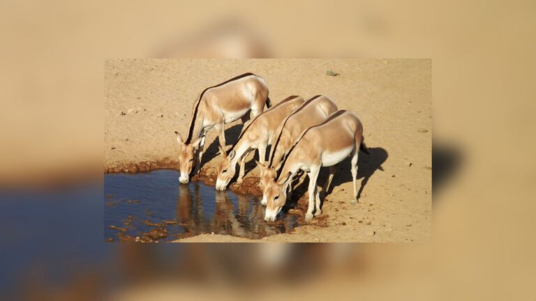 asiatic wild asses drinking negev waterhole