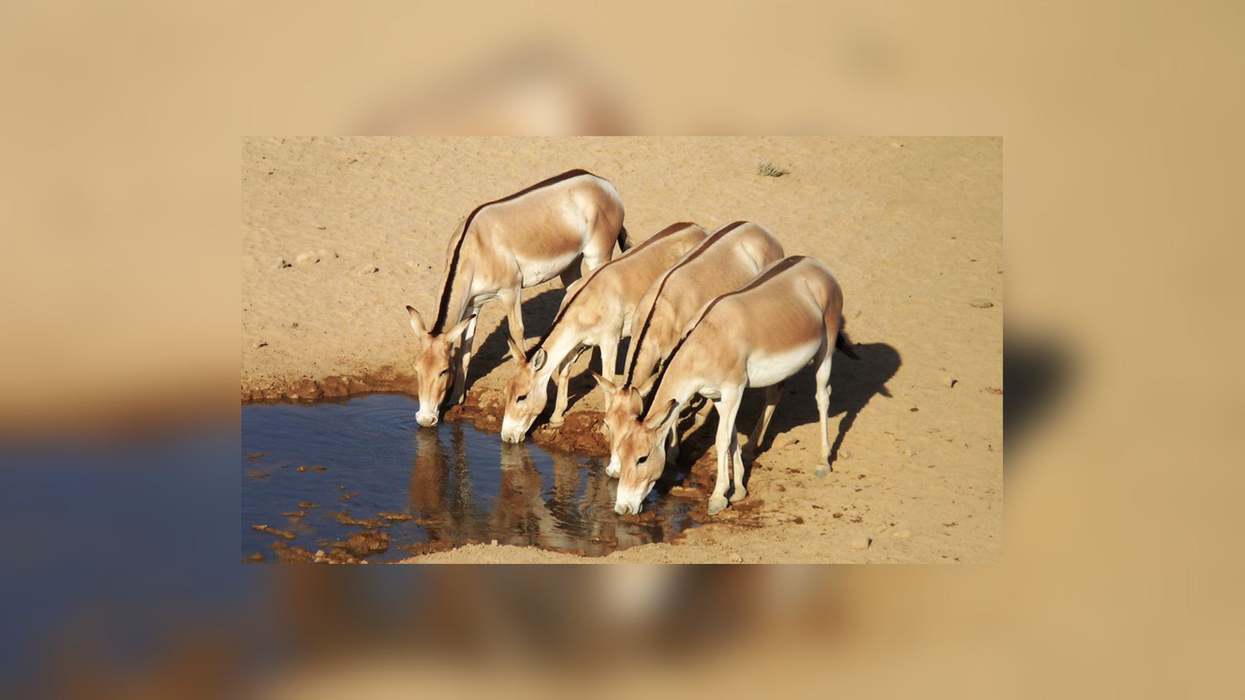Four Asiatic wild asses drinking side by side at a waterhole in Israel's Negev desert