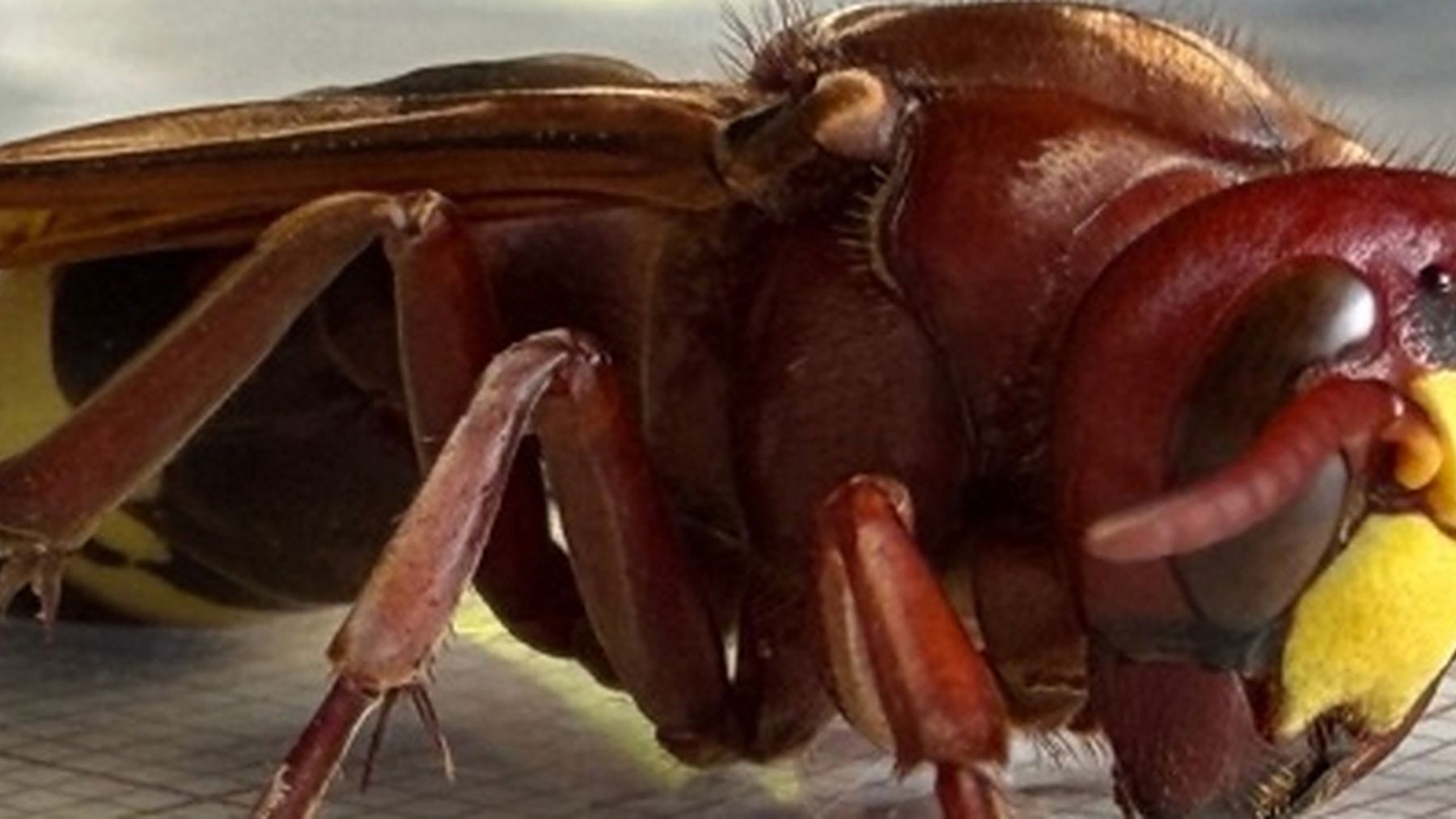 Close-up of one of the oriental hornets, Vespa orientalis, with reddish-brown body and yellow face, from the Morón de la Frontera town hall notice