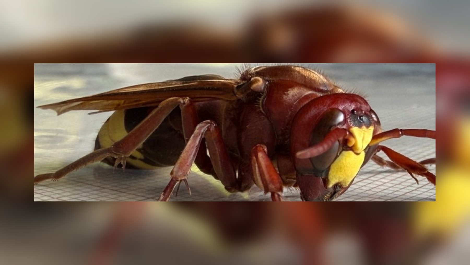 Close-up of one of the oriental hornets, Vespa orientalis, with reddish-brown body and yellow face, from the Morón de la Frontera town hall notice