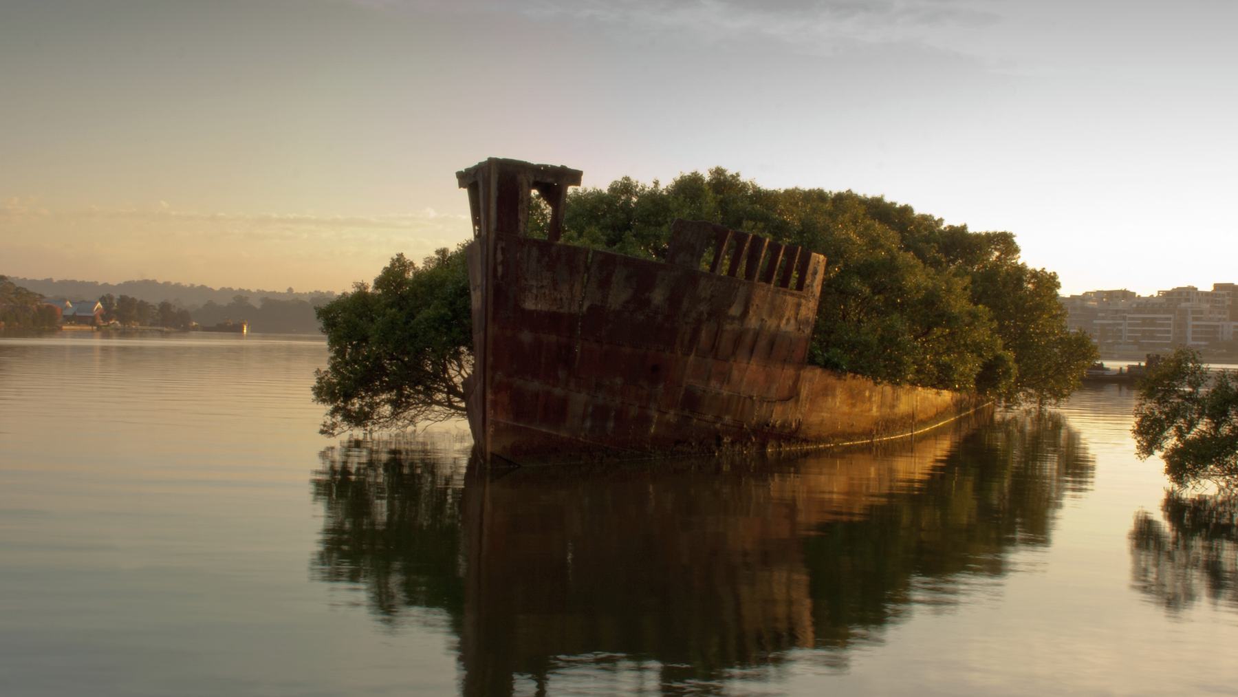 The rusted hull of the SS Ayrfield covered in mangrove trees in Homebush Bay, Sydney