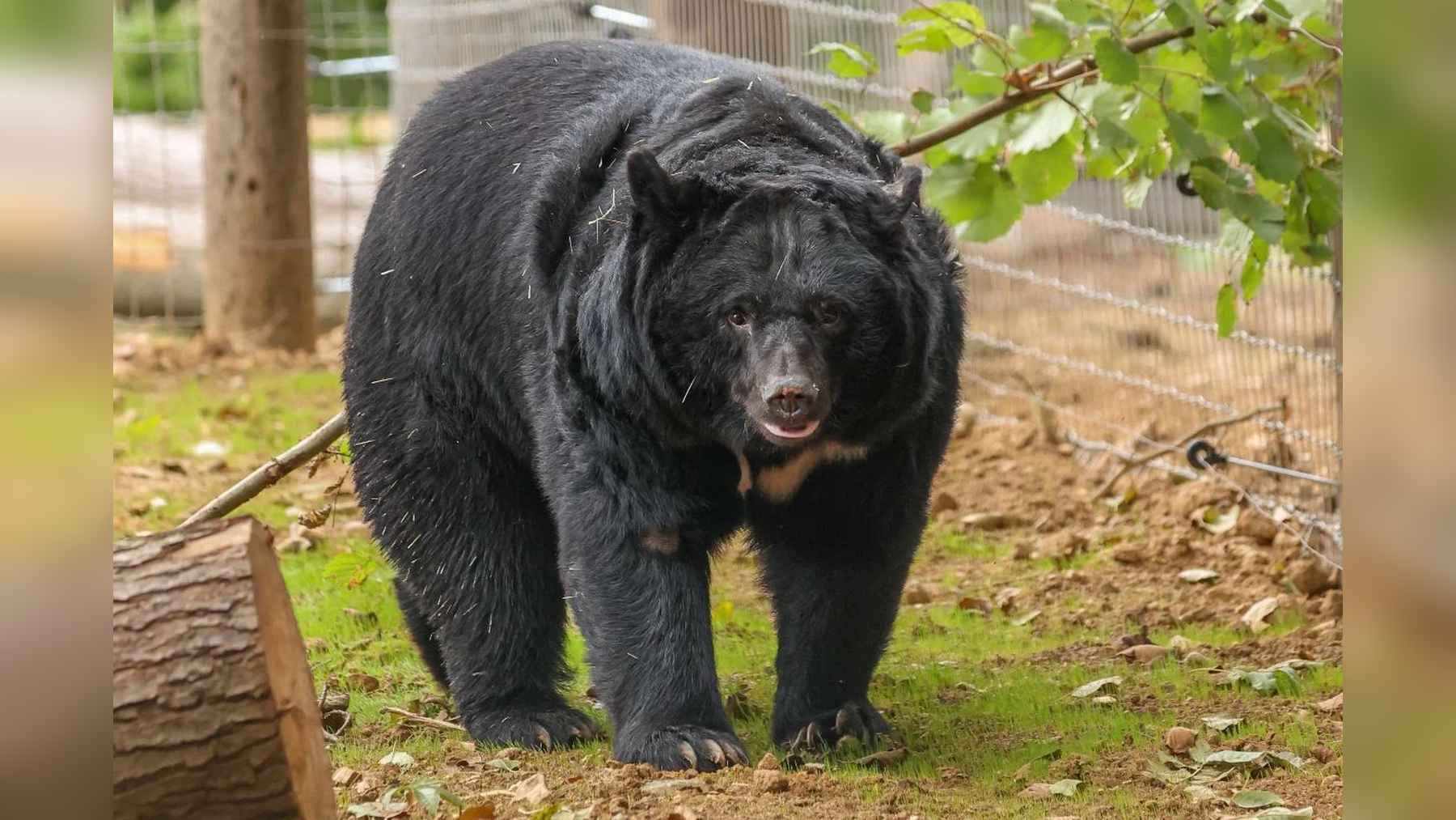 Bara, one of five rescued moon bears from a South Korean bile farm, walking on grass beside a log at Jimmy's Farm & Wildlife Park