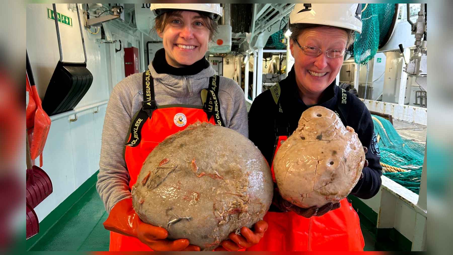 Two researchers aboard a Barents Sea survey vessel holding two large sponges brought up from the seafloor