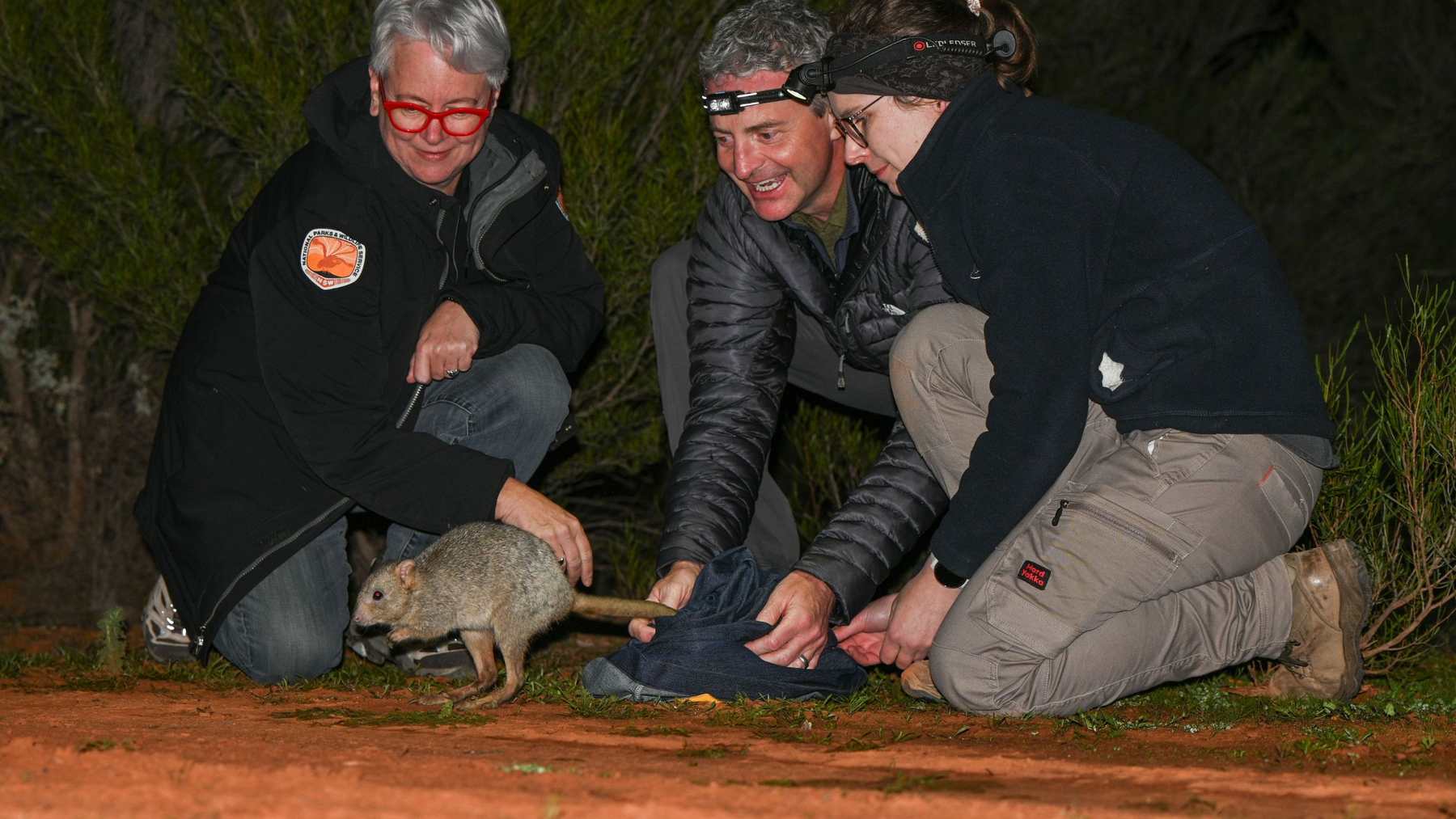 NSW Environment Minister Penny Sharpe, AWC Board Chair Nick Butcher and ecologist Dr. Rachel Ladd release a bettong at Mallee Cliffs, one of the reserves where locally extinct mammals have returned