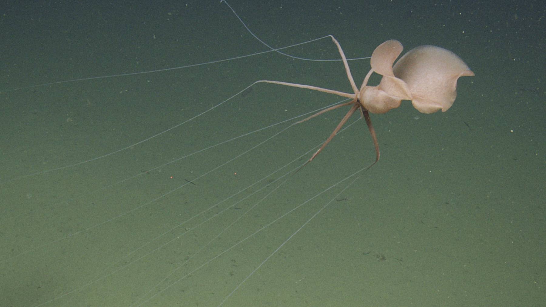 Bigfin squid with long thread-like filaments hovering above the seafloor near Davidson Seamount off California