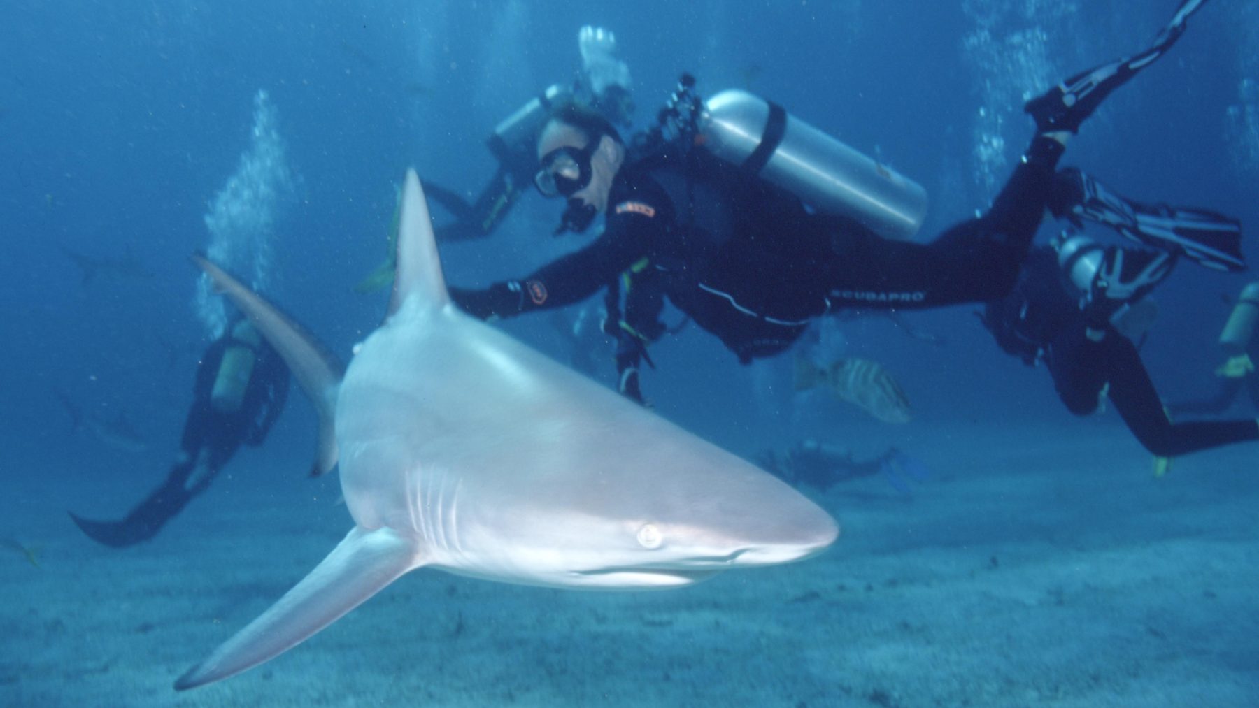 A blacktip shark swimming in clear blue water in the Bahamas
