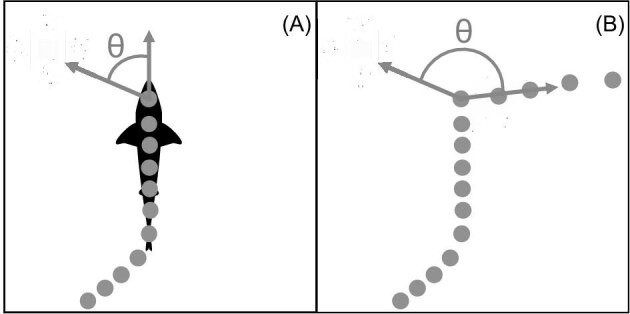 Figure from the study showing a blacktip shark’s path in drone footage before and after a sound was played