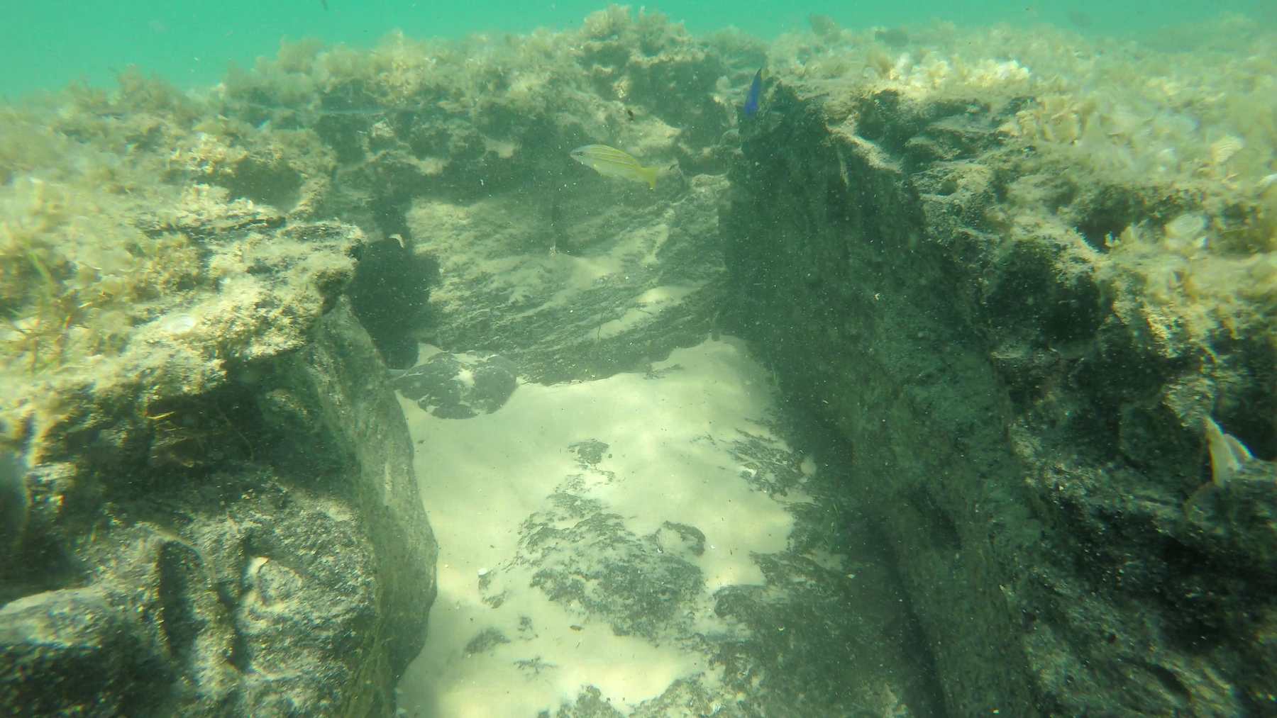 Off Mozambique, divers surveyed three peat reefs made of forest peat up to 5,000 years old, and each held 26 to 36 kinds of small fish with no living coral