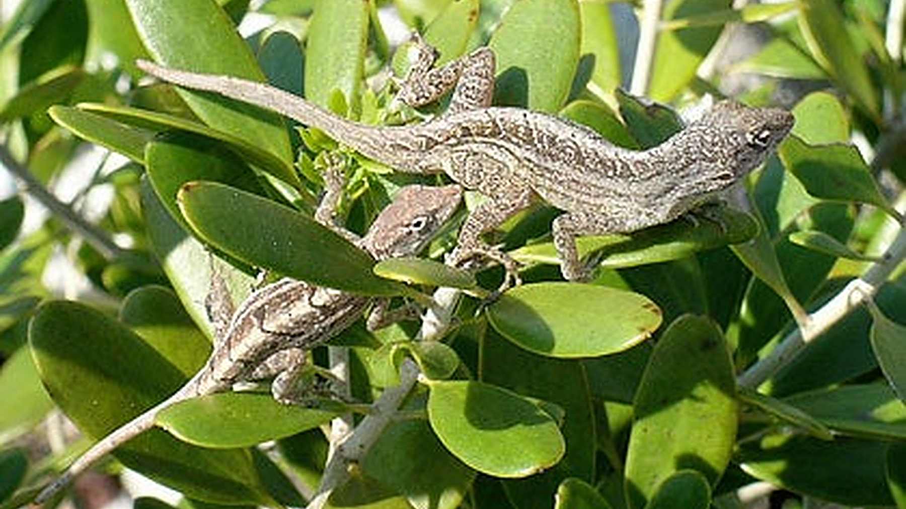 A male and a female brown anole lizard perched on green leaves, one of the founder pairs released on small Bahamian islands in 2005