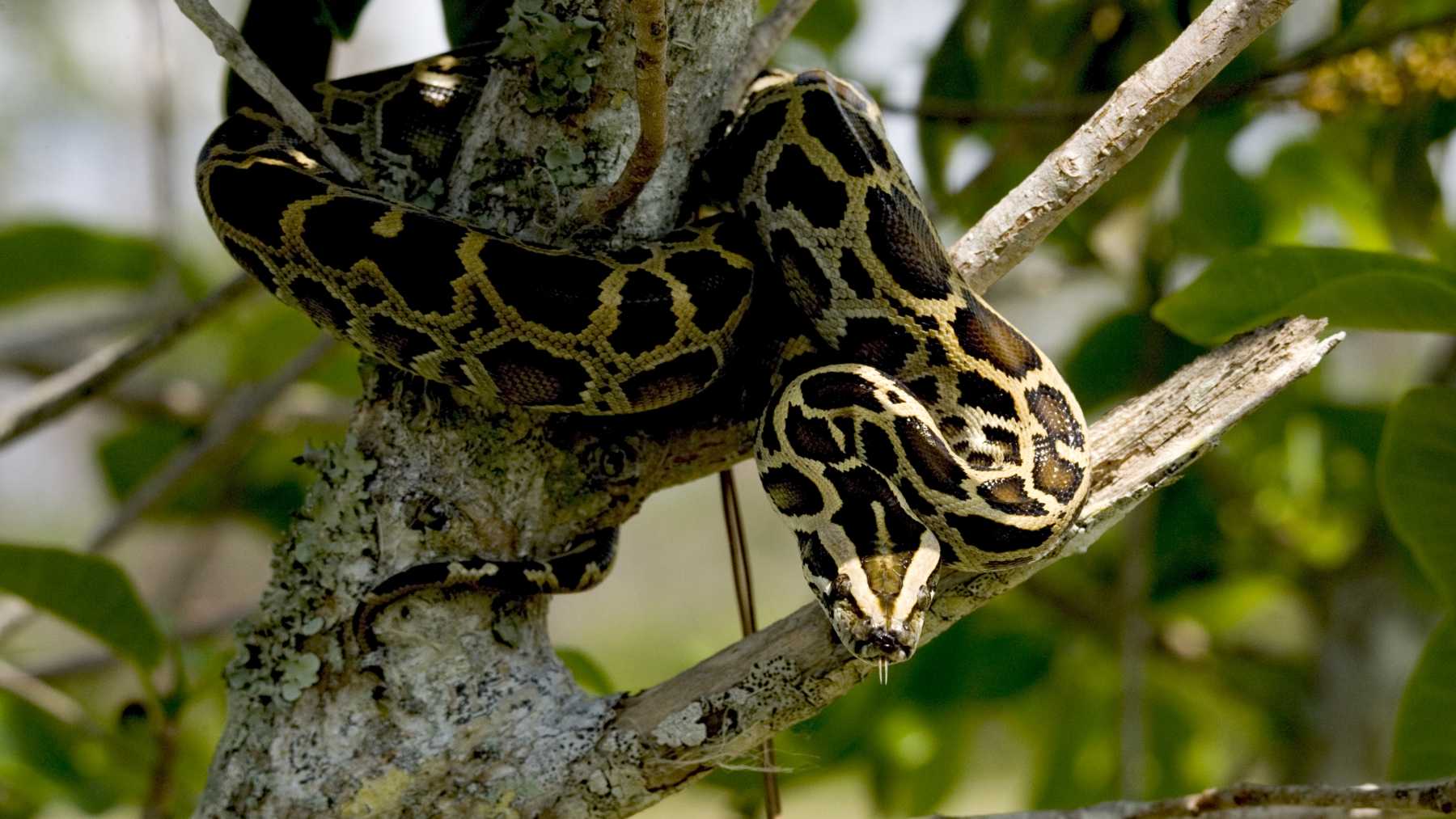 A Burmese python coiled on a tree branch