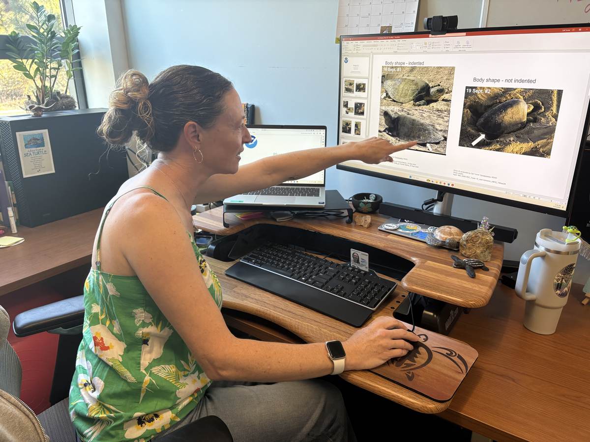 NOAA Fisheries biologist Cali Turner Tomaszewicz photographing an olive ridley sea turtle on a California beach to identify it
