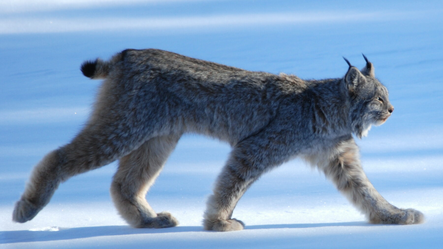 A Canada lynx with tufted ears and large furred paws walks across bright snow in profile