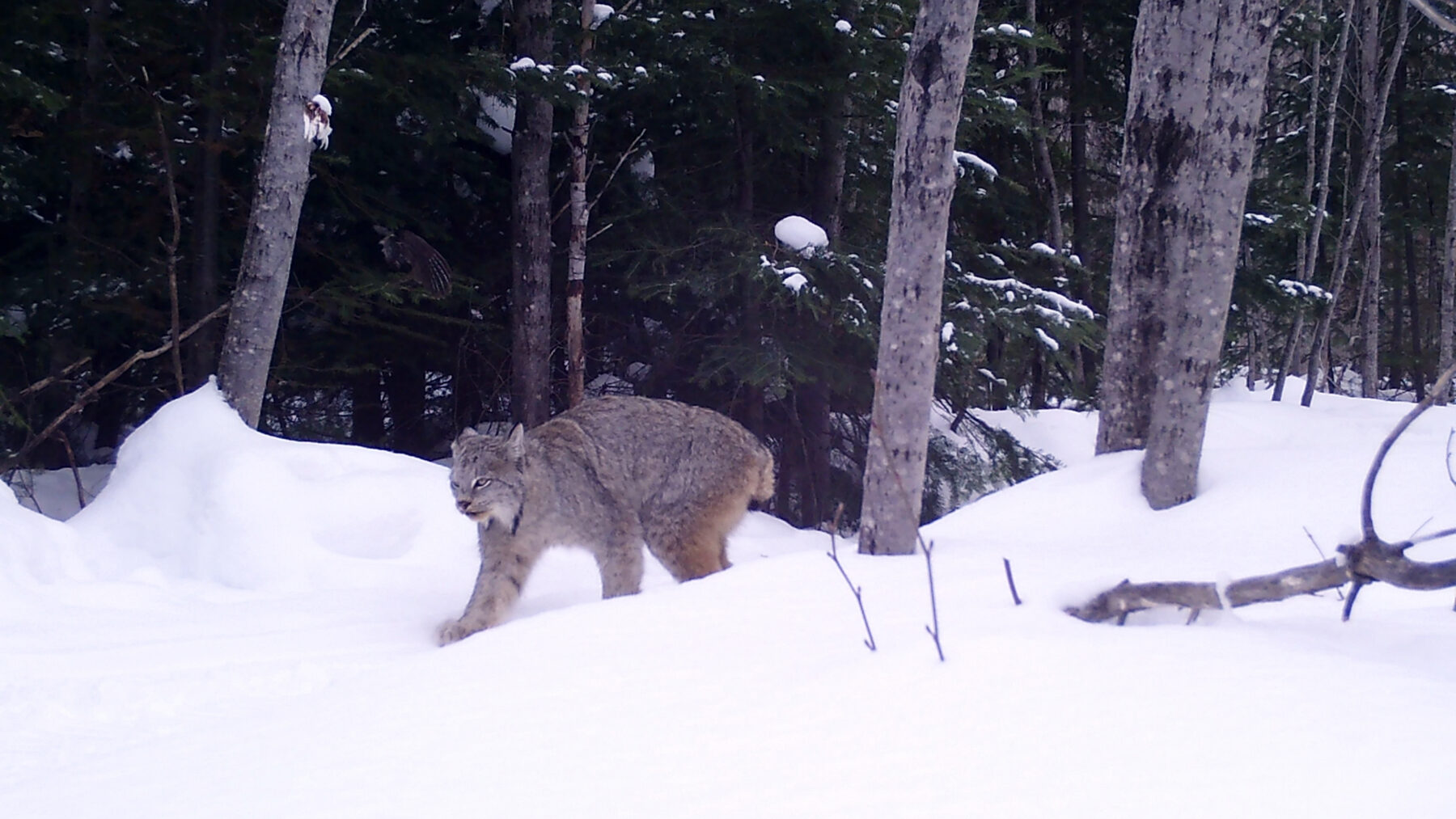 A Canada lynx walks through deep snow beside bare trunks in a conifer forest, caught by a trail camera