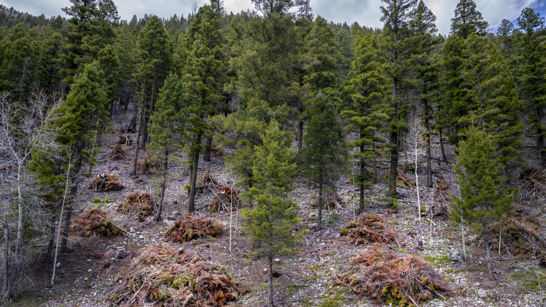 Piles of cut brush sit among tall conifers along a thinned stretch of Carson National Forest in northern New Mexico
