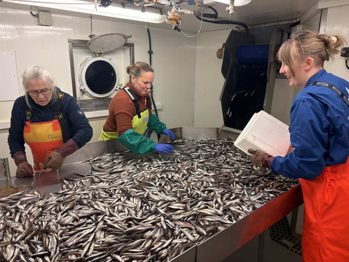 Three researchers sorting a large catch of capelin on a steel table in a ship laboratory in the Barents Sea