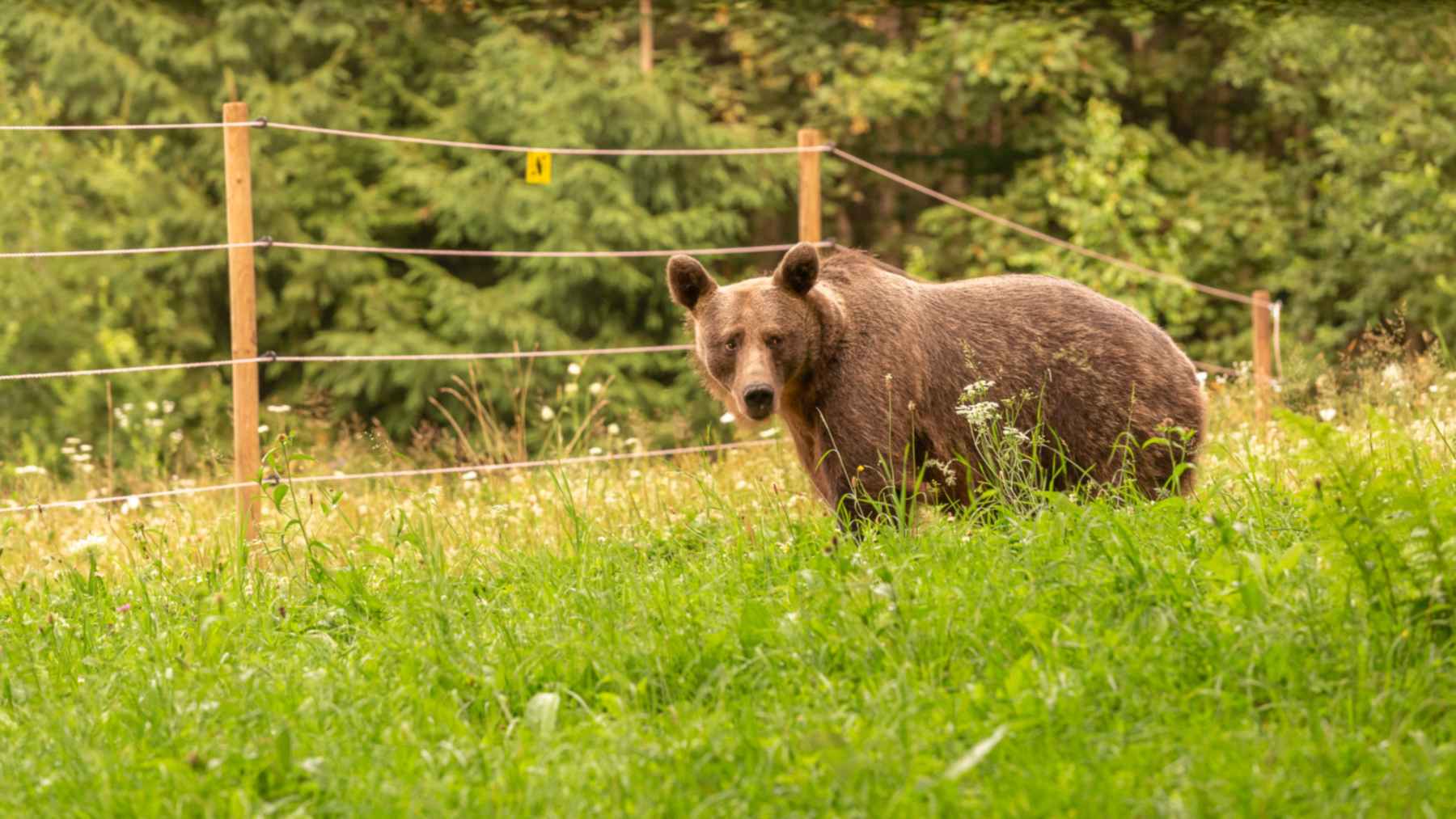 Brown bears and electric fences: a brown bear stands in a meadow in front of an electric fence