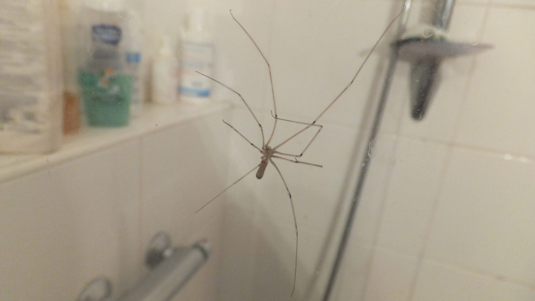 Cellar spider on a glass shower wall in a bathroom, a common sight that does not mean your house is dirty