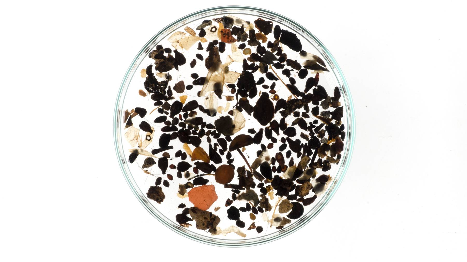 Petri dish holding seeds, fruit pits and other plant remains recovered from an early modern Dutch cesspit