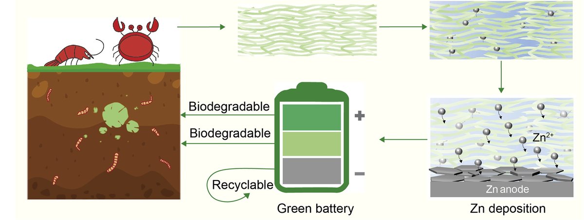 Diagram showing crab and shrimp shells turned into a chitosan-zinc gel electrolyte for a zinc battery with biodegradable and recyclable parts