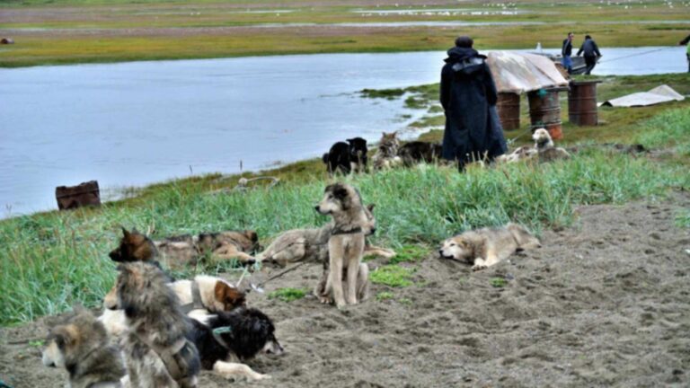 Chukotka sled dogs in harness resting on the beach at Lorino, a village on Russia's Chukchi Peninsula, the region where the ancient sled dogs in the study were found