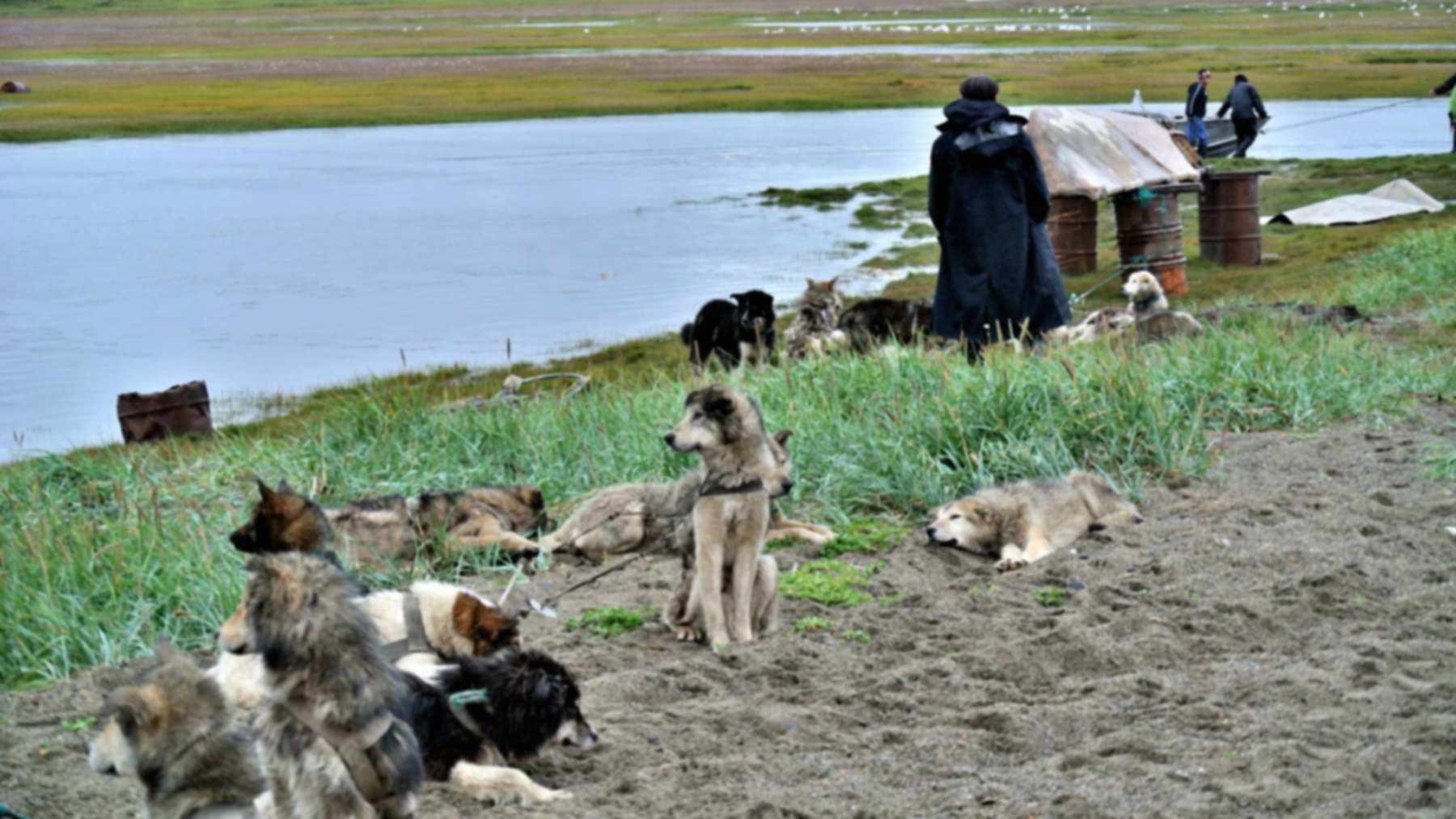 Chukotka sled dogs in harness resting on the beach at Lorino, a village on Russia's Chukchi Peninsula, the region where the ancient sled dogs in the study were found