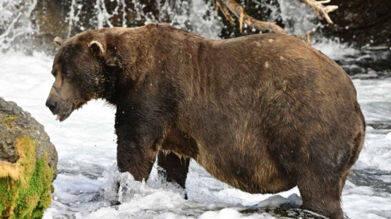 Fat Bear Week 2026 contender Chunk, bear 32, standing in Brooks River below Brooks Falls with his broken lower jaw visible