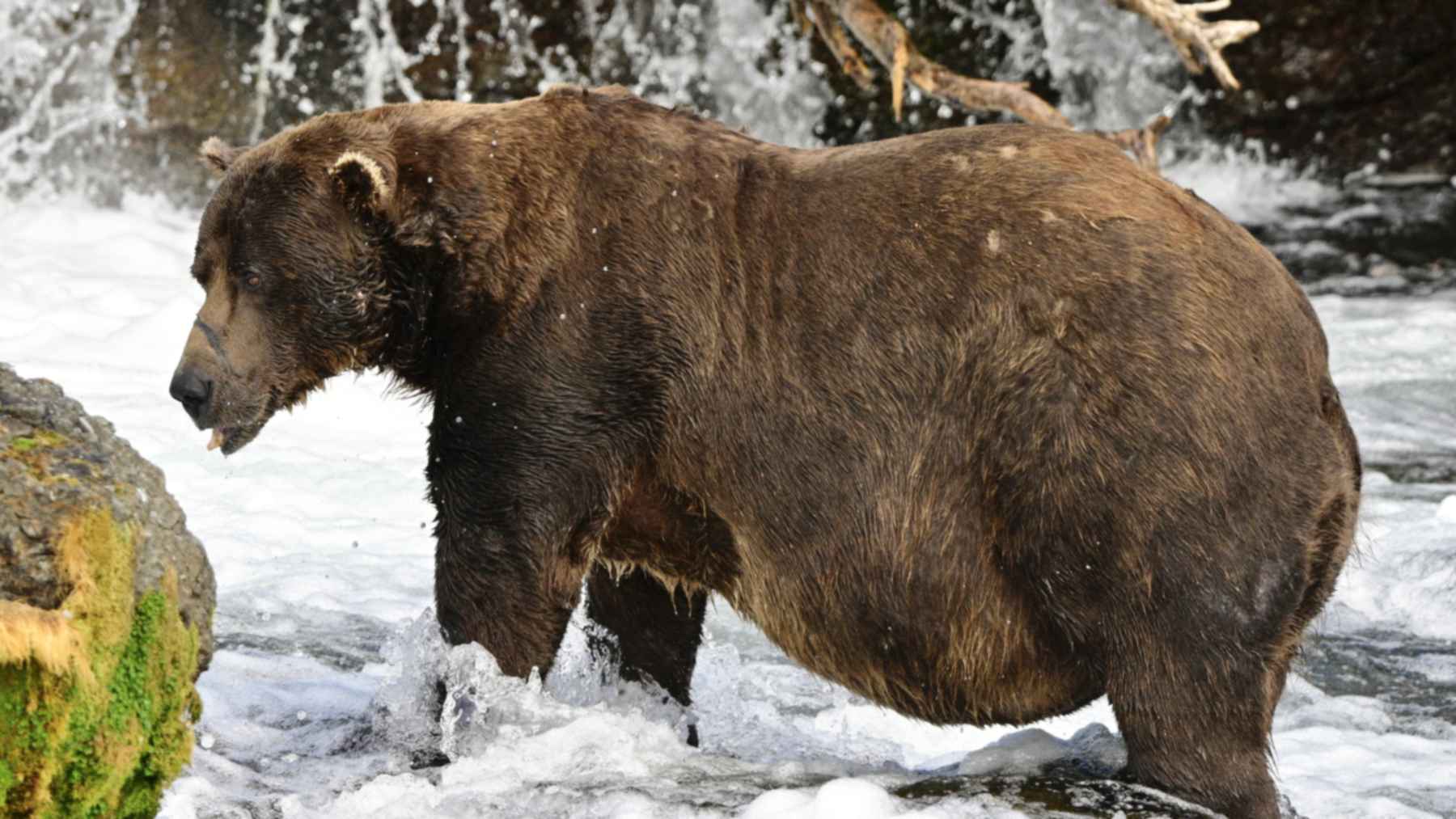 Fat Bear Week 2026 contender Chunk, bear 32, standing in Brooks River below Brooks Falls with his broken lower jaw visible