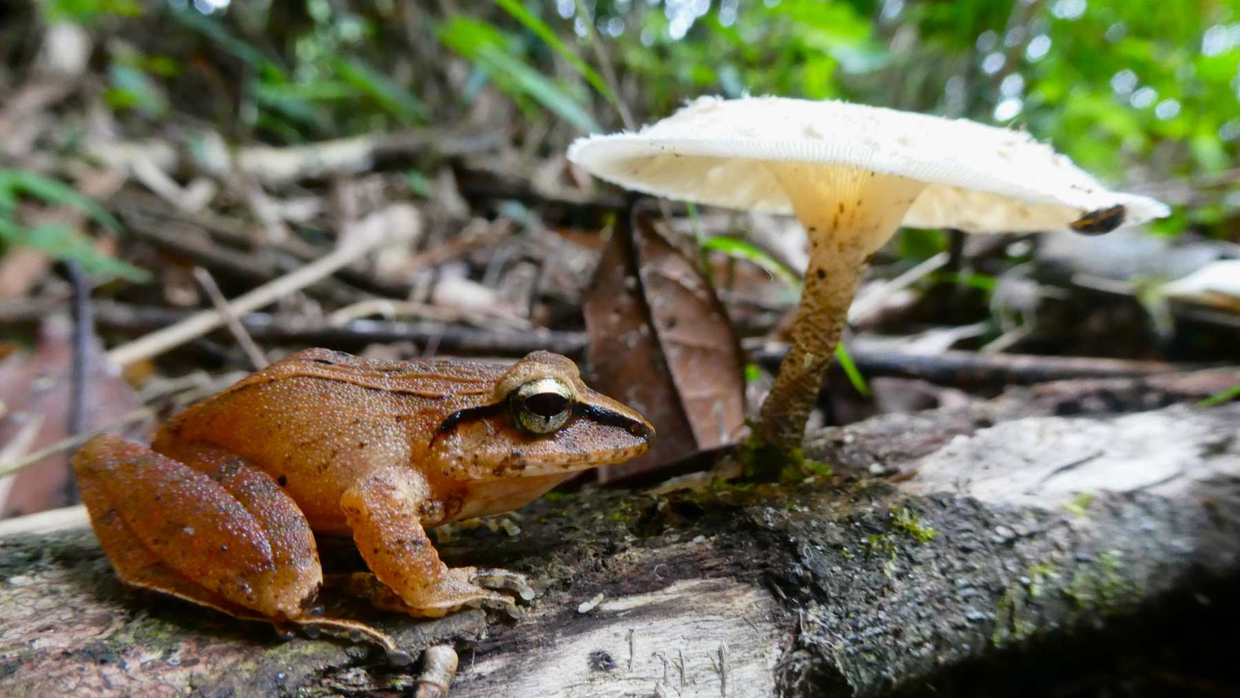 Clay robber frog near Brazil's Boracéia Biological Station, where museum frogs revealed the chytrid fungus behind a decades-old die-off