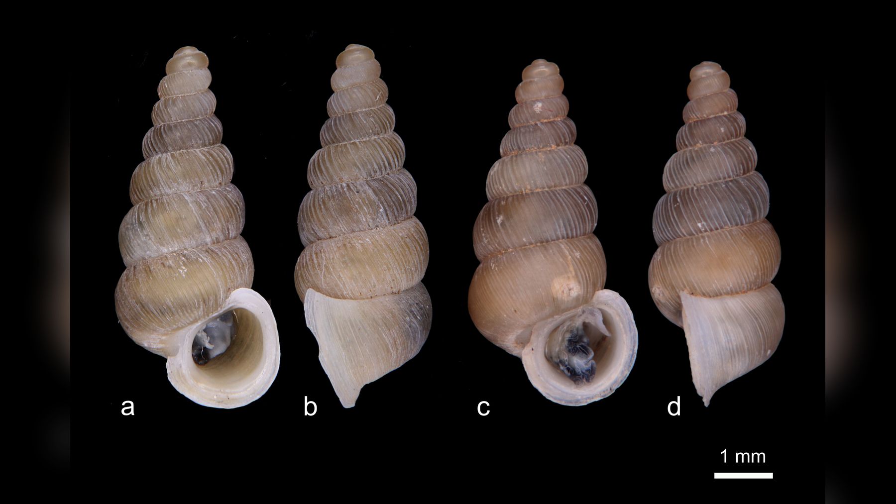 Shells of the new snail species Cochlostoma komarnica and C. dobrido from Montenegro