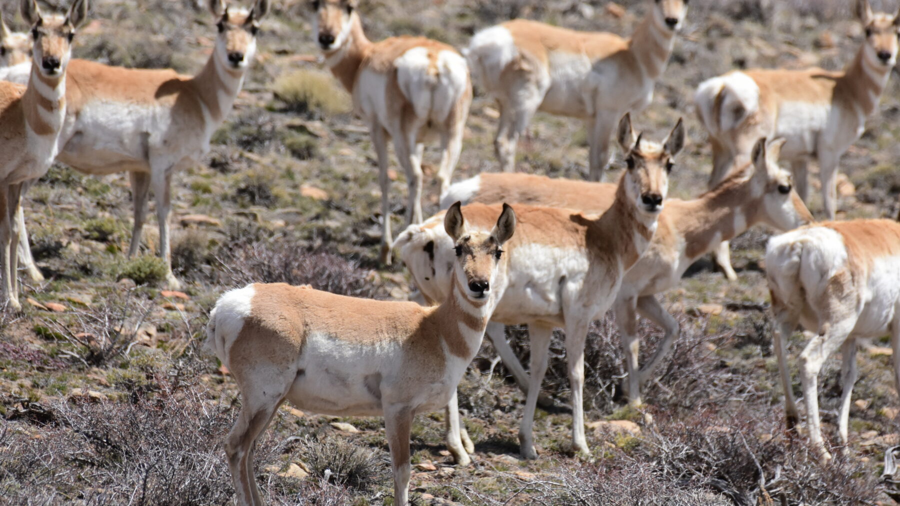 A herd of pronghorn standing among sagebrush at Arapaho National Wildlife Refuge in Colorado, several animals looking toward the camera