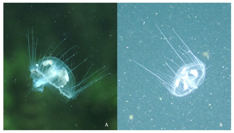 Two underwater photos of freshwater jellyfish in Italian lakes, one against green water and one against blue-gray water