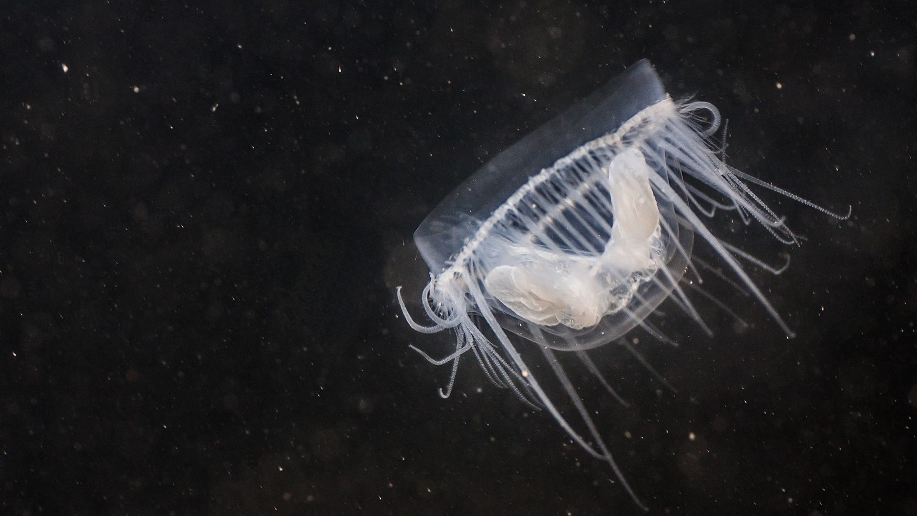 A freshwater jellyfish, Craspedacusta sowerbii, with its transparent bell and long tentacles against dark water