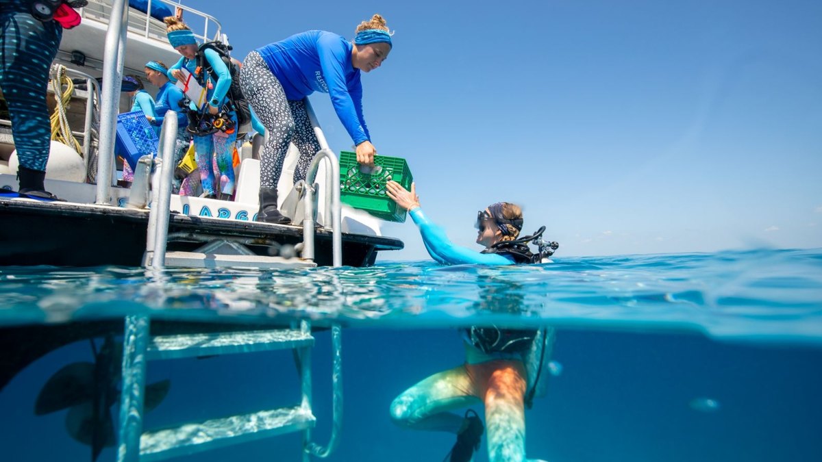 Half-underwater view of a person on a boat ladder handing a crate to a diver in the water