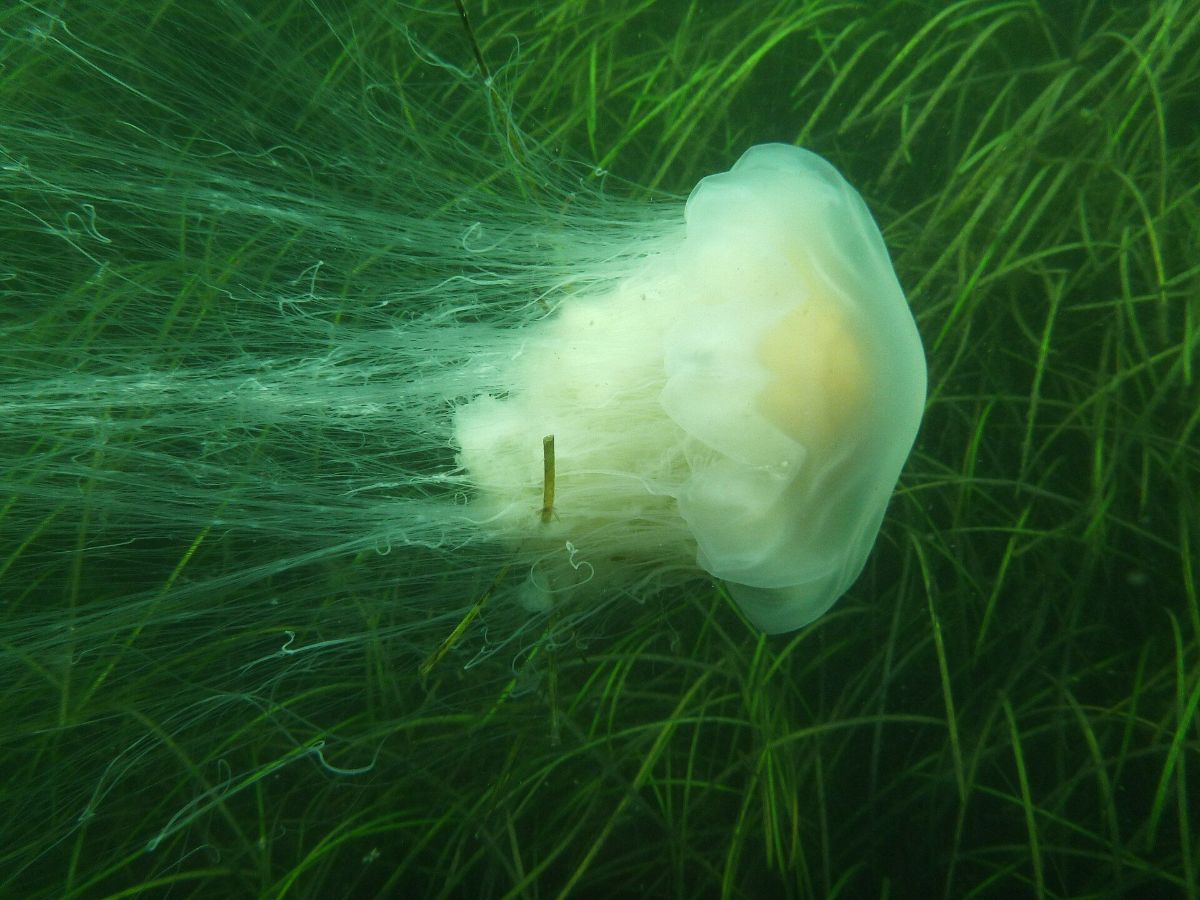 A pale lion's mane jellyfish drifting among seagrass underwater