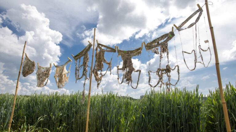 decomposed underpants hung over wheat field
