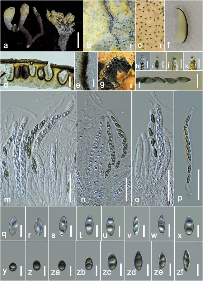 Figure from the Dianjunus rex study showing the holotype stromata, sections of the spore chambers and spores under the microscope