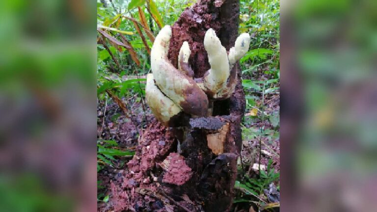 dianjunus rex stromata tree stump yunnan