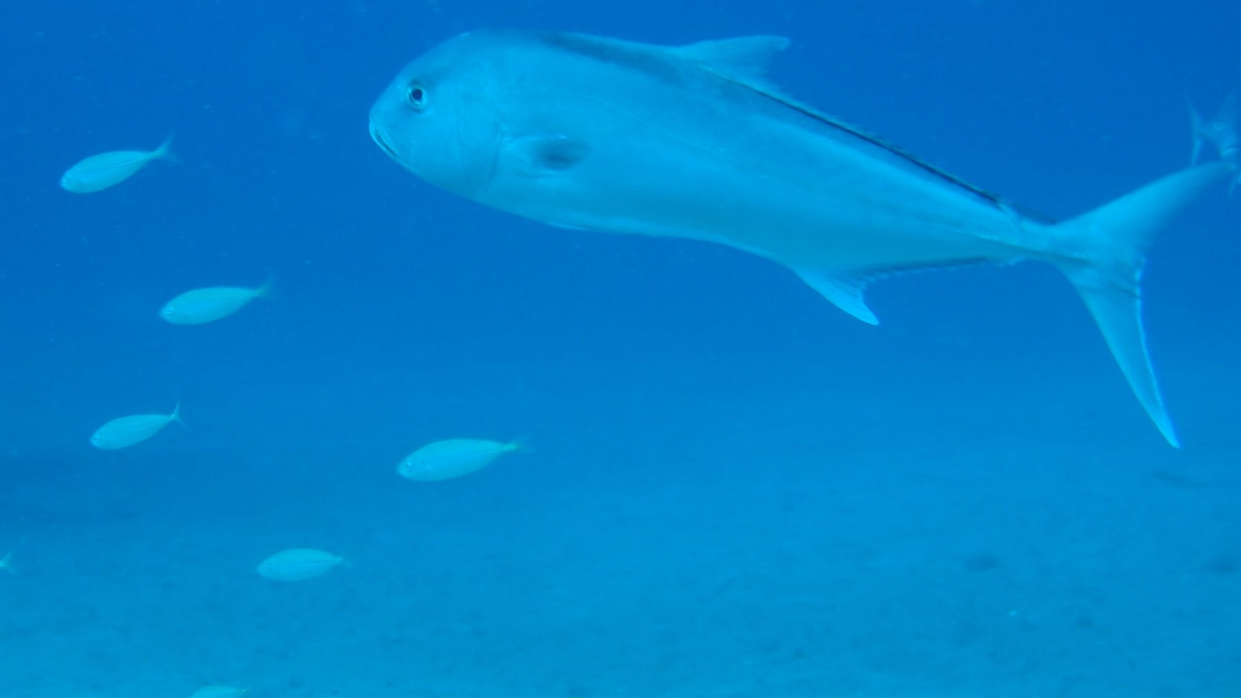 A large trevally and a school of small fish swimming over sand at the Dunsborough artificial reef